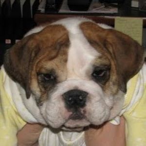 Meet your Posher, Allie